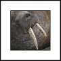 Arctic Svalbard 045
